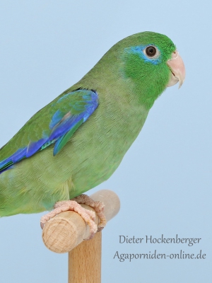 2022-AZ-Bundessieger-Agapornis-Forpus-Augenring-Sperlingspapagei.-wildfarbig-02