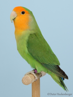 04-Landessieger-Mutationen-Agapornis-roseicollis-Orangemaske-grün