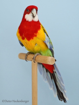 05-Landesjugendsieger-AGZ-Prachtrosella-wildfarbig