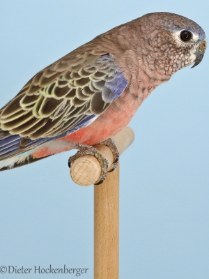 10-Bourkesittiche-wildfarbig