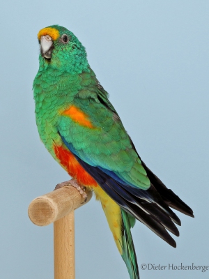 13-Psephotus-Vielfarbensittich-wildfarbig