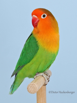 17-Agapornis-fischeri-wildfarbig