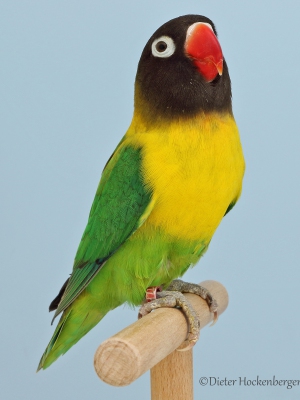 18-Agapornis-personatus-wildfarbig