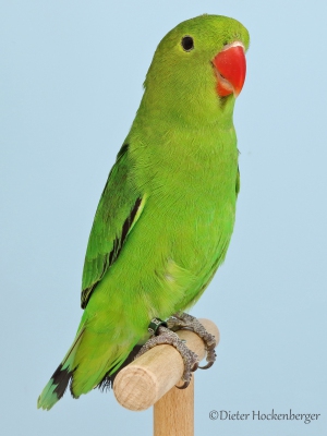 19-Agapornis-taranta-wildfarbig