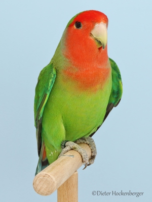 20-Agapornis-roseicollis-grün