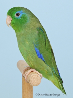 21-Sperlingspapageien-Augenring-Sperlingspapagei-wildfarbig