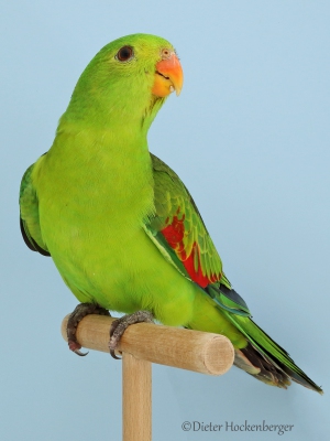 24-Sonstige-Austr.-Sittiche-Rotfluegelsittich