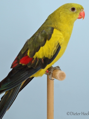 25-Prachtsittiche-Bergsittich-wildfarbig