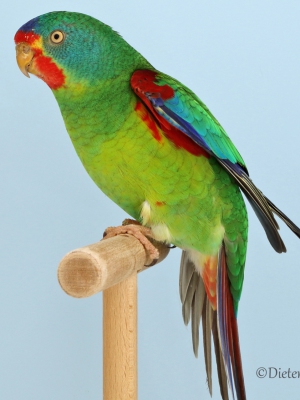26-Loris-und-aehnliche-Arten-Schwalbensittich-wildfarbig