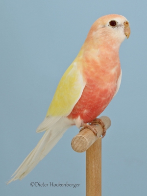 31-Neophemen-u.-Bourkesittiche-Bourkesittich-Mutation-lutino