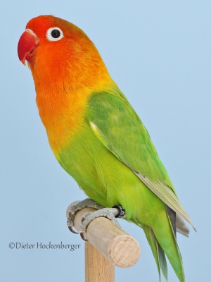 32-Agap.-versch.Sperlingspapagei-Agapornis-fischeri-pastellgrün