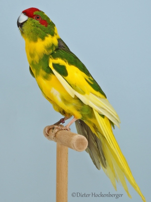 35-Alle-uebrig.-Sittiche-u.-Papageien-Ziegensittich-Mutation-Schecke