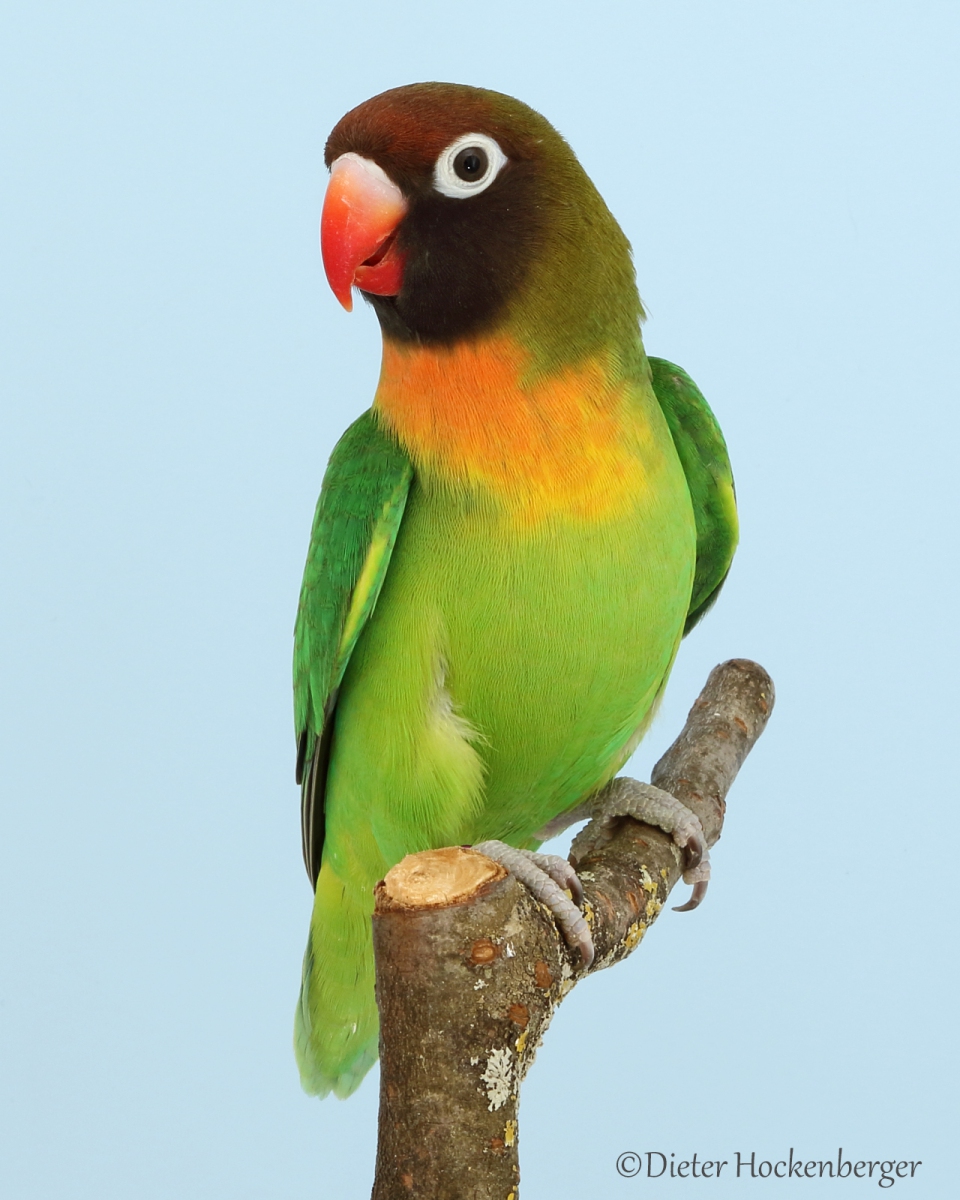 Landessieger Archive > Dieter Hockenberger