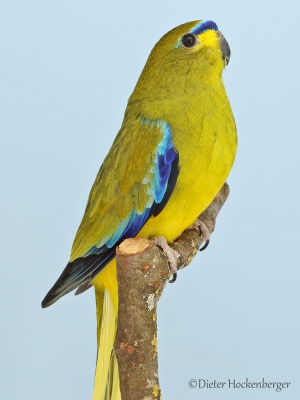 02-Landessieger-Australische-Sittiche-Schmucksittich-wildfarbig