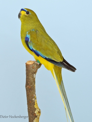 02-Landessieger-Australische-Sittiche-Schmucksittich-wildfarbig