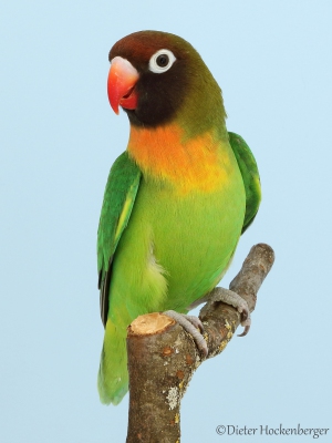 03-Landessieger-Agapornis-–-Forpus-Agapornis-nigrigenis-wildfarbig
