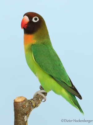03-Landessieger-Agapornis-–-Forpus-Agapornis-nigrigenis-wildfarbig