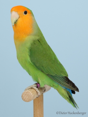 04-Landessieger-Mutationen-Agapornis-roseicollis-Orangemaske-gruen