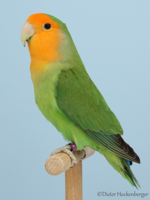 04-Landessieger-Mutationen-Agapornis-roseicollis-Orangemaske-gruen