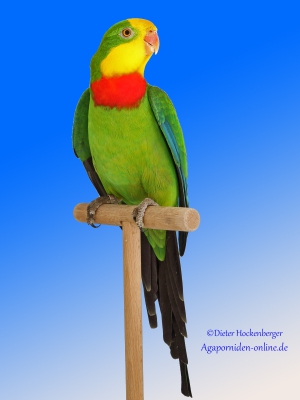 02-Bundessieger-Australische-Sittiche-2023: Barrabandsittich-wildfarbig
