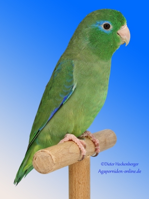 03-Bundessieger-Agapornis-Forpus-2023: Augenring-Sperlingspapagei-wildfarbig