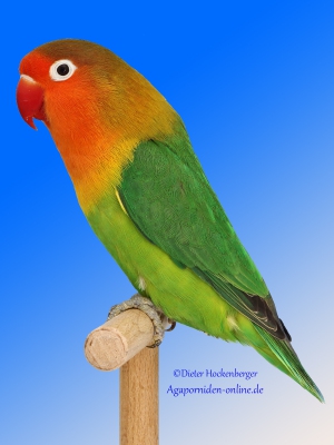 05-Bundesjugendsieger-AGZ-2023-Jugend: Agapornis-fischeri-wildfarbig