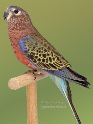10-BGS-2023-Bourkesittiche-wildfarbig