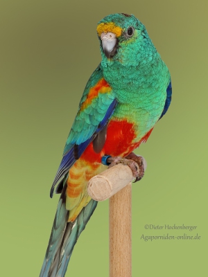 13-BGS-2023-Psephotus Vielfarbensittich-wildfarbig