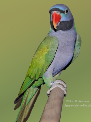 15-BGS-2023-Edelsittiche-Chinasittich-wildfarbig