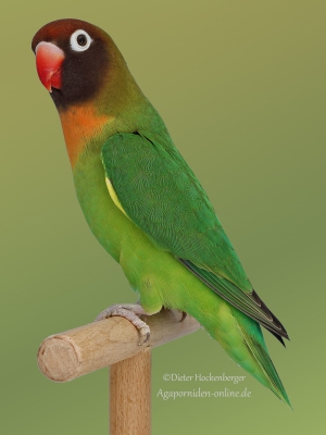 16-BGS-2023-Agapornis-verschiedene-Agapornis-nigrigenis-wildfarbig