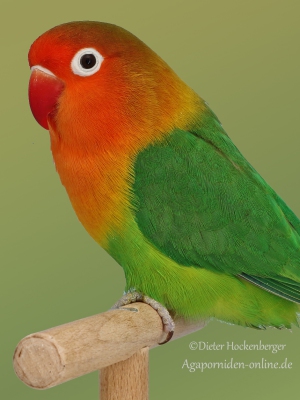17-BGS-2023-Agapornis-fischeri-wildfarbig