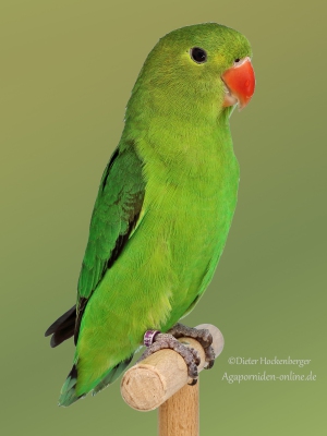 19-BGS-2023-Agapornis-taranta-wildfarbig