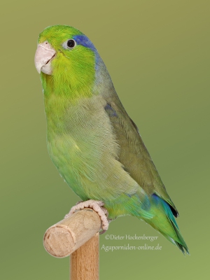 22-BGS-2023-Blaugenick-Sperlingspapagei-wildfarbig