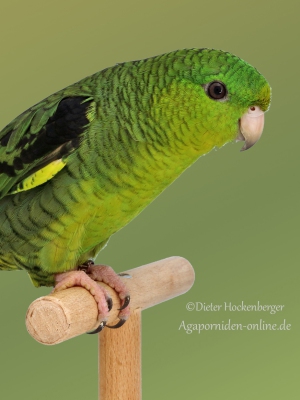 23-BGS-2023-Suedamerikanische Sittiche: Katharinasittich-wildfarbig