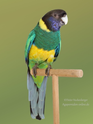 24-BGS-2023-Sonstige-Australische-Sittiche: Bauersringsittich-wildfarbig