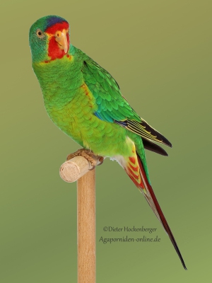 26-BGS-2023-Loris-und-ähnliche-Arten: Schwalbensittich-wildfarbig