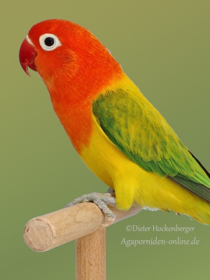 32-BGS-2023-Agap.-versch.Sperlingspapagei-Mutaionen: Agapornis-fischeri-Opalin-Euwing-grün