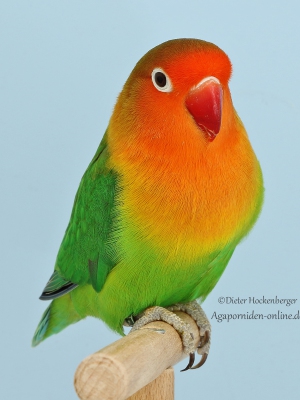 1.1.-Platz-Dieter-Hockenberger-APF1-Pfirsichkoepfchen-Agapornis-fischeri-wildfarbig-94-Punkte