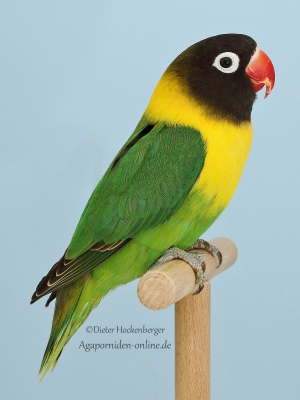1.2.-Platz-Roland-Mueller-APP1-Schwarzkoepfchen-Agapornis-personatus-wildfarbig-94-Punkte