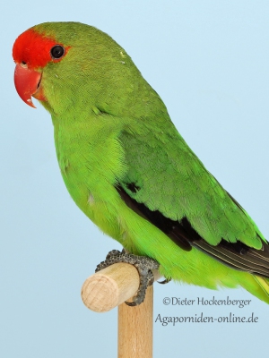 1.3.-Platz-Stephan-Schoenherr-AT1-Bergpapagei-Agapornis-taranta-94-Punkte