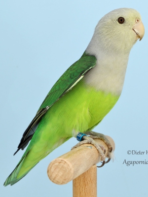2.1.-Platz-Marco-Diedler-APC1-Graukoepfchen-Agapornis-canus-93-Punkte