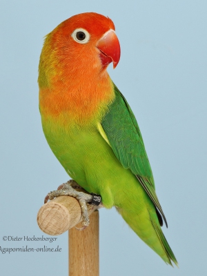2.2.-Platz-Reinhard-Kahle-APL1-Erdbeerkoepfchen-Agapornis-lilianae-wildfarbig-92-Punkte