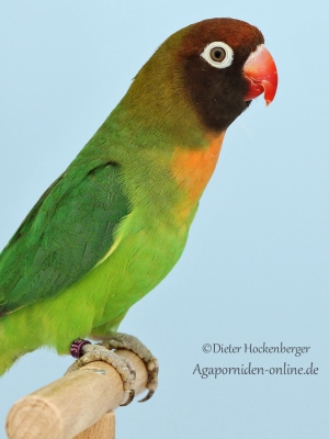2.3.-Platz-Stephan-Schoenherr-APN1-Russkoepfchen-Agapornis-nigrigenis-wildfarbig-92-Punkte