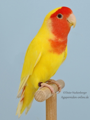 4.2.-Platz-Carsten-Koerner-ARM-Rosenkoepfchen-Agapornis-roseicollis-Mutation-lutino-93-Punkte