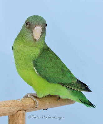 Europasieger Agapornis wildfarbig