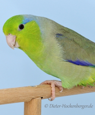 Europagruppensieger Blaugenicksperlingspapagei wildfarbig