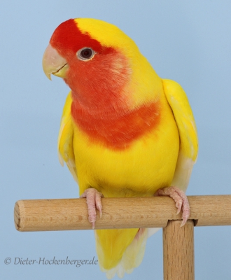 Europagruppensieger Agapornis roseicollis Mutation