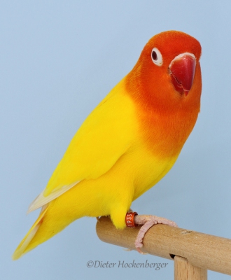 Europasieger Agapornis Mutation