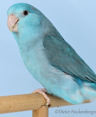 Europasieger Forpus Mutation
