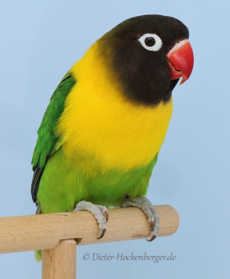 Europagruppensieger Agapornis personatus wildfarbig